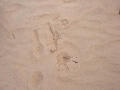 Coyote Sit Tracks
