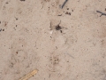 Coyote Track Age