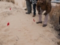 Coyote Tracks
