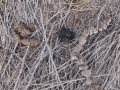 Deer Scat (Middle) and Hog Scats