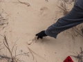 Deer Tracks