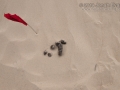 Dog Scat