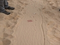 Jackrabbit Tracks