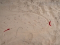 Jackrabbit Tracks