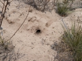 Kangaroo Rat Burrow