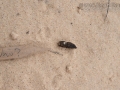 Quail Scat