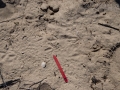 Quail Tracks