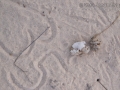 Roadrunner Scat