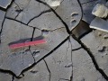 California Ground Squirrel Tracks