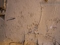 Chipmunk and Jay Tracks