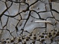 Cottontail Tracks