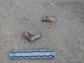 Gray Fox Scat