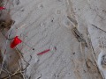 Gray Fox Tracks