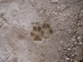 Gray Fox Tracks