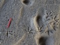Great-horned Owl Tracks