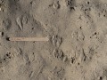 Kangaroo Rat Tracks