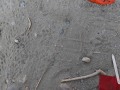 Opossum Tracks