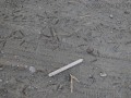 Quail Tracks
