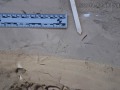 Quail Tracks