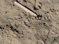 Rabbit Scat