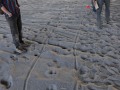 Raccoon Walk