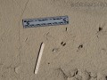 Spotted Sandpiper Tracks