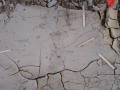 Vole, Chipmunk, Cottontail, and Jay Tracks