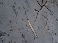 Vole Tracks