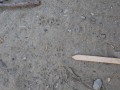 Woodrat Tracks