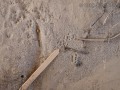 Woodrat Tracks