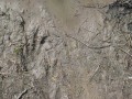 Alligator Track