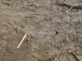 Alligator Track