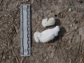 Alligator Uric Acid