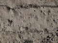 Bobcat Tracks