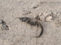 Coyote Scat