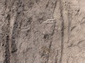 Coyote tracks