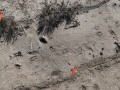 Deer paused/looked right