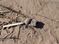 Feral hog scat