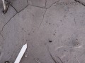 Great-tailed grackle tracks