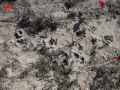 Hog tracks