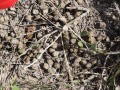 Nilgai Scat