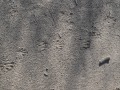 Nutria Tracks