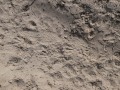 Nutria Tracks