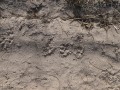 Opossum tracks