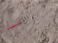 Raccoon Left Front Track
