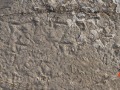 Sandhill crane tracks