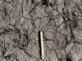 Striped Skunk Tracks