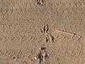Armadillo Tracks