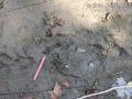 Beaver Tracks