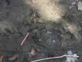 Beaver Tracks